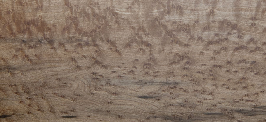 Birds eye maple sample